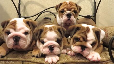 Cutest English Bulldog Puppies Ever! They Will Melt Your Heart!
