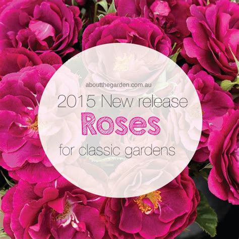 New Releases Roses From Treloar Roses About The Garden Magazine