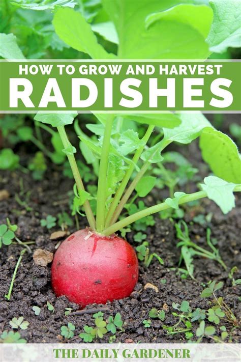 How To Planting Growing And Harvesting Radishes The Daily Gardener