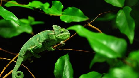 Green Chameleon Madagascar Rainforest Wallpaper Animals Wallpaper