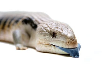 The Blue Tongue Skink And How To Care For It Abdragons