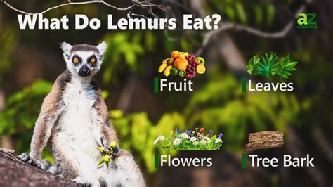 What Do Lemurs Eat An Island Primates Diet A Z Animals
