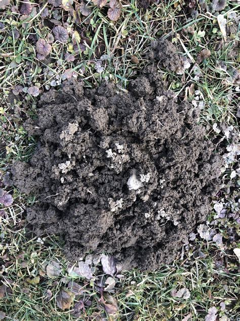 Help Identifying What Happened To Lawn Lawncare