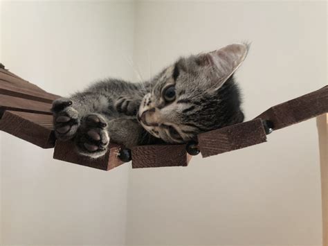 Обои обои фон киска котенок кошечка мост гамак на рабочий стол