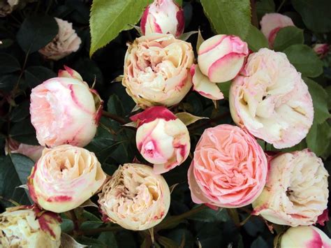 Mini Eden Rose Kletterrose Gartencenter Bartels 2495