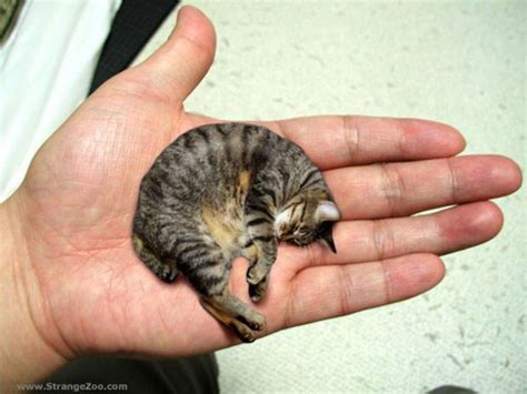 11 Smallest Cat Breeds In The World Hubpages