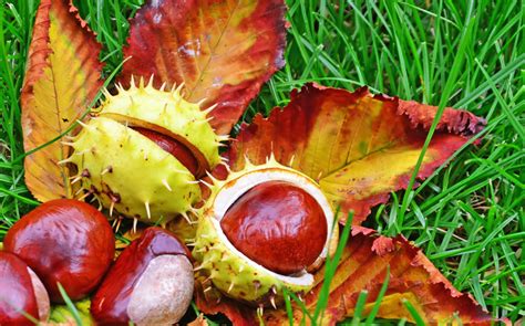 What Are Chestnuts Chestnuts Are Two Different Species Of Tree Whose