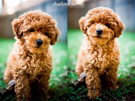 Curly Dog Breeds Curly Dogs Dogs Fur Babies