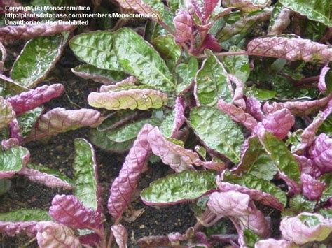 It can also be found it other warm tropical areas such as florida. PlantFiles Pictures: Strobilanthes, Purple Waffle Plant ...