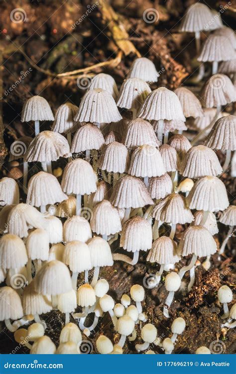 White Mushrooms Fungi Growing On A Dead Tree Stump Uganda Stock Image