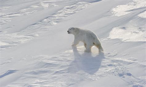 How And Why Scientists Will Count Polar Bears Masters Of The Arctic