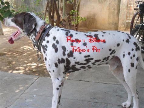 Puppyfinder.com is your source for finding an ideal dalmatian puppy for sale in usa. Dalmatian Puppies for Sale(dinesh kumar 1)(13741) | Dogs ...