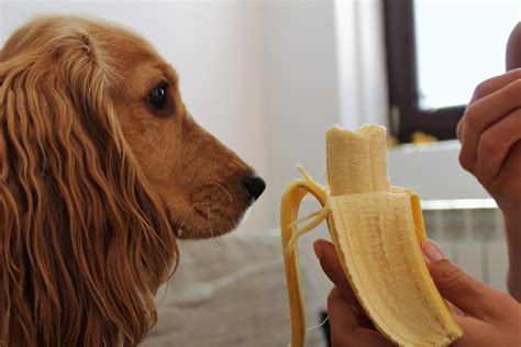Dog Eating Banana Eating Bananas Dog Eating Banana