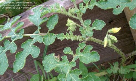 For many of us, low maintenance landscaping is a priority. Plant Identification: CLOSED: ID? Bipinnately compound ...
