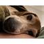 Old Dogs Are Beautiful  A Photo Gallery Of Listeners Older