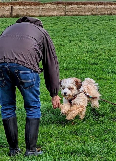 General Training – Pawsitive Connections