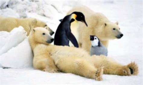 Penguins And Polar Bears Kyles Blog