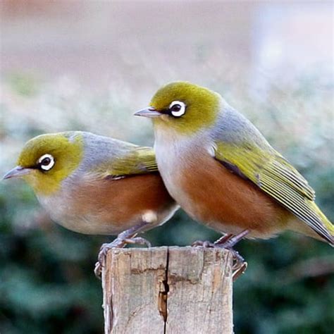 Find Out About The Nz Native Bird The Silvereye Tauhou Kohab