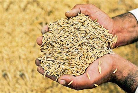 Paddy production increases in Province 1 - DCnepal