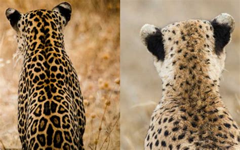 Leopard Vs Cheetah Whats The Difference
