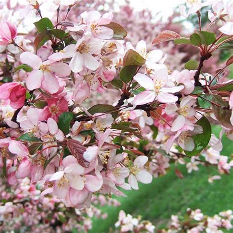 31 Best Crabapples For Your Yard Crabapple Tree Flowering Crabapple