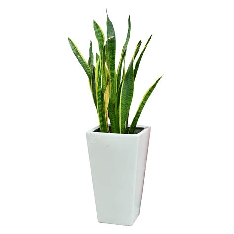 Indoor Plants Clipart Png Images Tiger Piran Plant Indoor Potted Plant