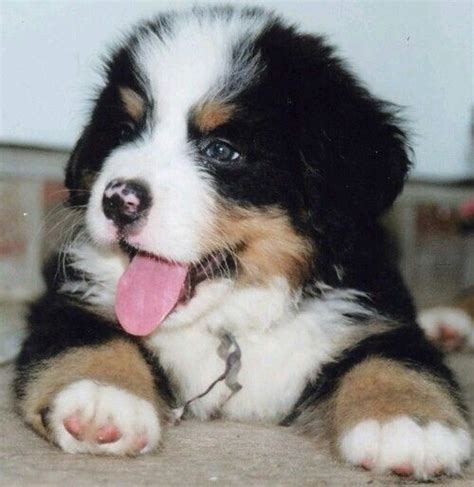Bernese Puppy Bernese Mountain Dog Puppy Mountain Dogs Cute Puppies