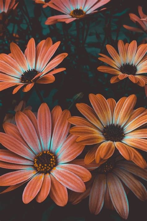 50 Gorgeous Flower Aesthetic Wallpaper For Your Iphone Prada And Pearls