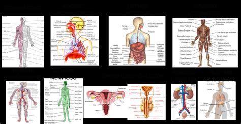 Los Sistemas Del Cuerpo Humano Y Sus Funciones Vitales Durangomas