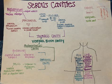 Body Cavities Concept Map
