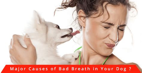 Bad Breath In Dog Causes Diagnosis And Treatment