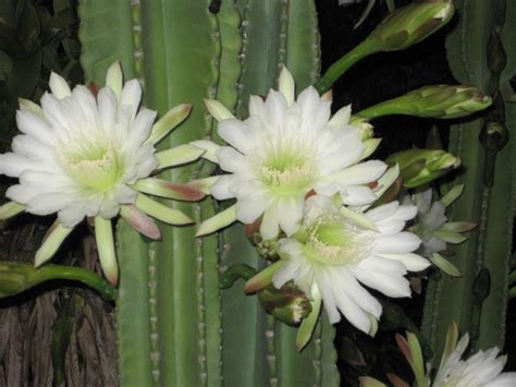 It blooms at night and because of this, many cultures have named the flower accordingly. Night Blooming Cereus
