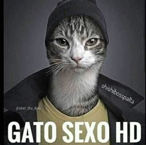 Gato Sexo Hd R Maau