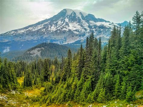 The Forest Bows To Mount Rainier Smithsonian Photo Contest