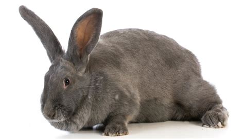 A Complete Guide To The Best Indoor Rabbit Breeds To Keep As Pets Pet