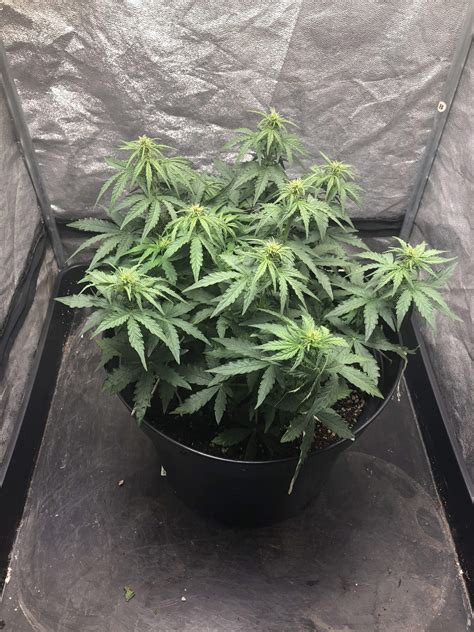 Dinafem White Widow Autoflowering Cbd Grow Diary Journal Week5 By