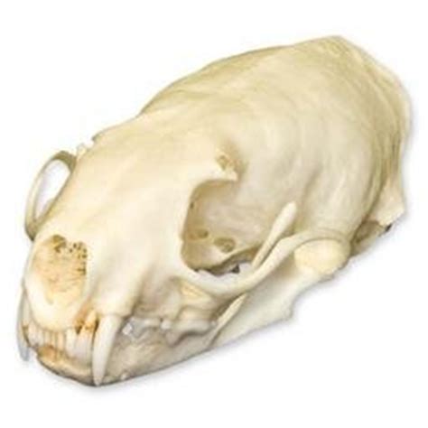 weasel skull natural bone quality  animal anatomical models amazoncom industrial scientific