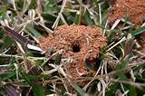 Termite Holes In Dirt Images