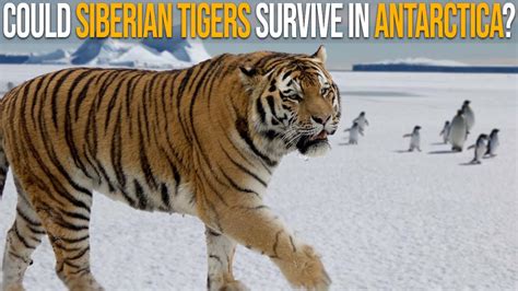 Could Siberian Tigers Survive In Antarctica Youtube