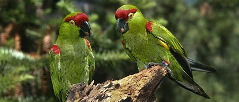 Thick Billed Parrots San Diego Zoo Wildlife Alliance Stories
