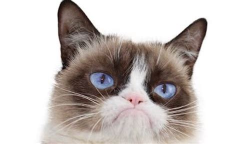 Grumpy Cat Whose Scowl Launched A Million Memes Has Passed At The Age