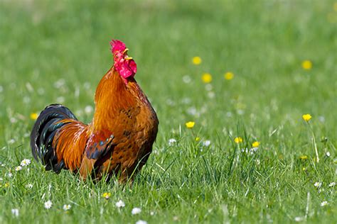 France animals these pictures of this page are about:list of national animals in france. chicken - Animal Stock Photos - Kimballstock