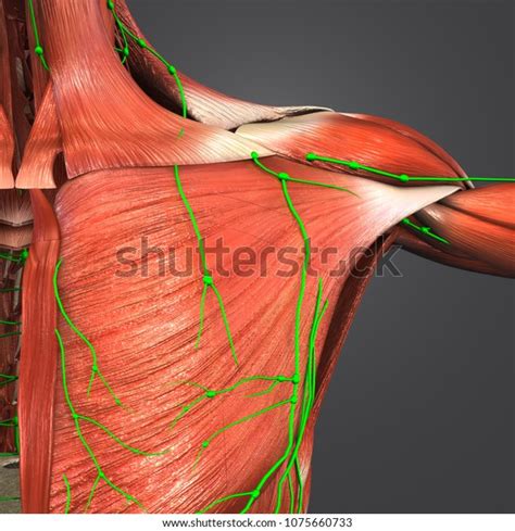 Shoulder Muscle Anatomy Lymph Nodes Anterior Ilustración De Stock