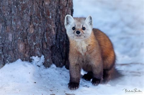 American martens also have a characteristic throat and chest coloring which ranges from pale yellow to european pine martens are most commonly known as the pine marten in anglo europe are. American Marten: After having tried several times I was ...