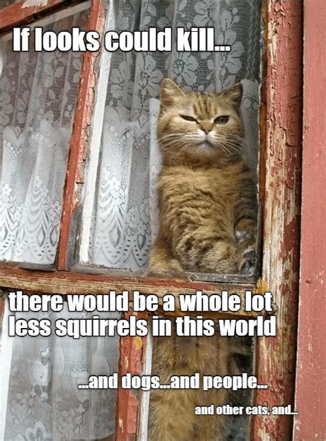 Top Memes Of The Week Cheezburger Users Edition Cat Quotes Funny Crazy Cats Funny Cats