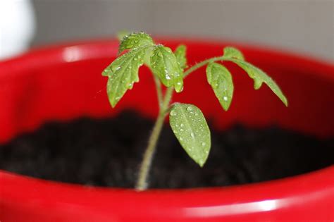 Grow Tomatoes In Containers Espoma