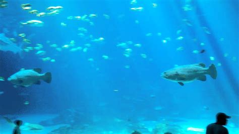 Whale Sharks And Manta Rays At The Georgia Aquarium Youtube