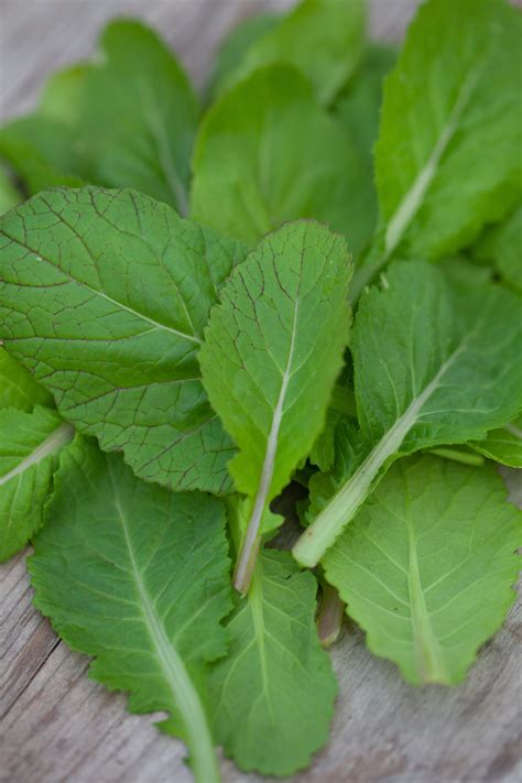 Indian Mustard Amsoi Green Seeds £195 From Chiltern Seeds