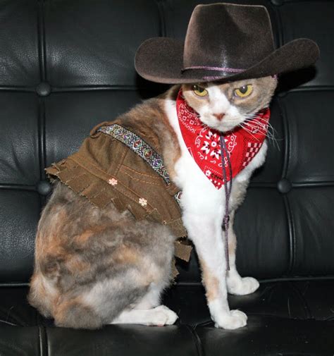 15 Cat Cowboy Hat Pictures That Will Melt Your Heart Society19