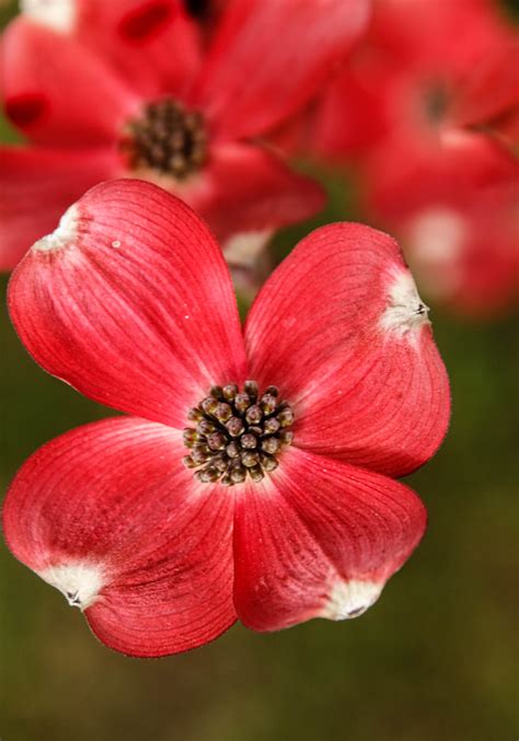 Wonderful Red Dogwood A Beautiful Red Flowering Dogwood Tr Flickr